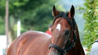 【１５日の注目・中京６Ｒ】祝ぬいぐるみ化！「はるお」ことハルオーブ御礼ＶのＪＲＡ２勝目狙う