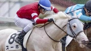 「ウマ娘」藤田晋オーナーのセレクト1.9億円馬 白毛のスーホが初勝利なるか