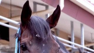 【注目馬動向】オークス３着のラフターラインズは秋華賞路線を見送り　毎日王冠からエリザベス女王杯を目標