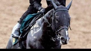 【新潟３Ｒ・２歳新馬】単勝１・３倍のリボンロードはまさかの５着　上原佑調教師「いざヨーイドンで追い出すと…」