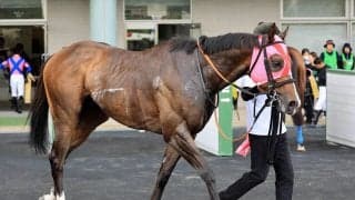 土曜新潟競馬場の注目激走馬…新潟７Ｒ上越ステークス