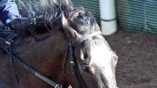 【中京記念・土曜気配】「５２キロは大きい」大橋調教師も期待大！３歳牝馬のナムラコスモスは軽斤量で古馬の壁に挑む　