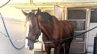 【札幌記念・土曜気配】「少し迫力を取り戻した」ローシャムパークはチークピーシーズ着用で万全を期す