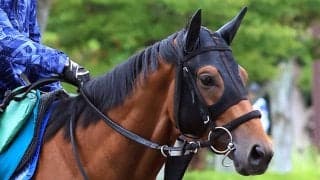 【新潟２歳Ｓ・浅子の特注馬】買い材料いっぱいのレッチュベルク　前走パフォ＋久保田厩舎の勝利数ダントツ１位の鞍上…