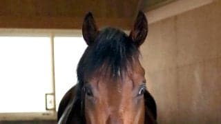 【キーンランドＣ】ロジケープが４連勝で初タイトルへ　ダービー馬の父ロジユニヴァースにもＪＲＡ重賞初Ｖ贈る