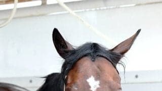 【キーンランドＣ】活躍の目立つ３歳馬エイシンディードはＢコース替わりも歓迎　陣営「いいところを通りたい」
