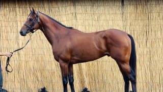 「搭載されているエンジンは重賞級」 馬体派記者が絶賛した新潟2歳S出走馬