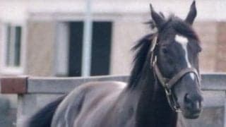 8月19日はサンデーサイレンスの命日 日本競馬史に残る偉大な功績を解説
