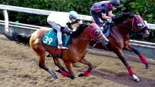 【新潟２歳Ｓ】トップチェッカーは十分な仕上がり　北村友騎手「持っているポテンシャルを発揮してくれれば」