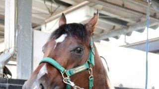 【キーンランドＣ】連覇を狙うパンジャタワーは２枠３番　ウインカーネリアンは４枠８番　枠順確定