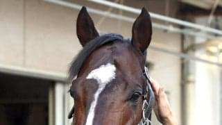 ジャックルマロワ賞に出走したシックスペンスとシュトラウスがフランスから帰国