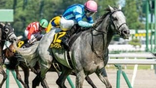 朱鷺Sは外枠優勢 社台ファーム生産馬に注目だ