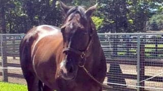 香港の歴史的名馬ゴールデンシックスティが馬術大会で優勝　ＳＮＳ祝福「まだ勝ち鞍伸ばしてんの？」「馬場馬術で優勝ってマジ？」