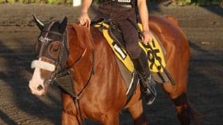 【キーンランドＣ・土曜気配】ナムラクララ姉妹Ｖへ角馬場で運動　長谷川調教師「体のバランスを修正しながら乗った」