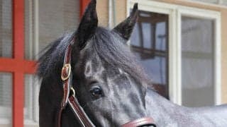 【新潟記念・坂本の特注馬】春の無念を晴らすしかないゾロアストロ　舞台に斤量と逆襲への条件はそろっている