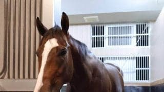 【ＰＯＧ】４・１億円の超高額＆良血馬ジーティーギャングに注目　福永調教師も「楽しみです」と期待