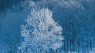 冬季インターハイがやって来る！舞台は北海道 23日から