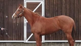 名牝ブエナビスタが母のブエナベントゥーラ。デビュー戦での勝算は？