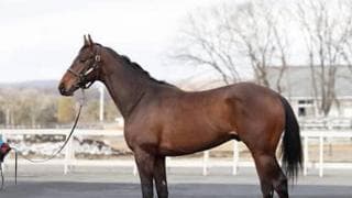 名伯楽・藤沢和雄調教師の花道を飾るか。アークライトの走りに期待