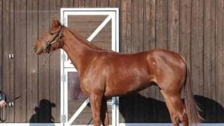 ドゥラメンテ初年度産駒で注目のスワーヴエルメ「時計も反応もいい」