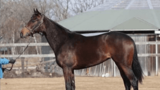 素質があるうえ「皮膚が薄い」という名馬の条件も備えるトレデマンド