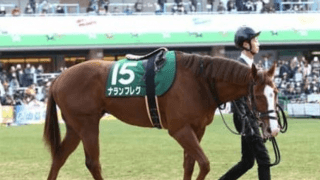 アイビスSDはコース実績重視。「千直」に強い期待の新勢力が２頭いる