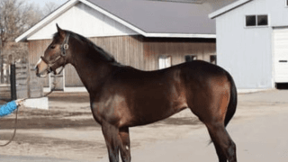 牝馬三冠の子アカイトリノムスメ。調教の「反応よかった」と戸崎騎手