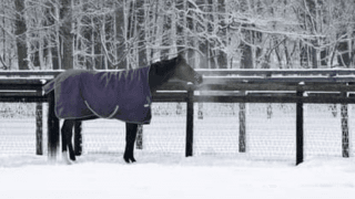 ディープインパクトの死で失われる「方程式」。その存在感は色褪せない