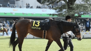 クイーンＳは穴馬２頭に注意。過去の激走馬に通じる方程式で好配当をゲット