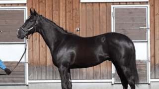 ワグネリアンの従兄弟ヴィルヘルム。調教スタッフはその走りに好評価