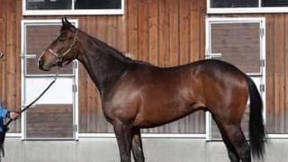 姉は米ＧＩ馬。弟は５億円馬。話題のサトノスカイターフが目指す場所