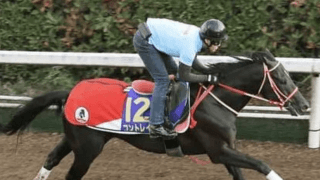 １番人気診断。コントレイルはデアリングタクトほど盤石とは言えない