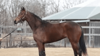 フィエールマンの全妹、エクランドールは「兄と同じく、いい乗り味」