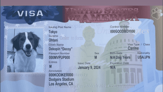大谷翔平の愛犬❤️デコピン✨お手製パスポートの全貌⁉️明らかに