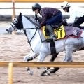 【阪神大賞典】芦毛の紅一点アクアヴァーナルがレース史上初の牝馬Ｖへ　四位調教師「ここでどれくらいやれるか」