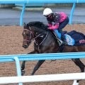 【ダービー卿ＣＴ】シリウスコルトはダイナミックな動きで好調アピール　田中勝調教師「折り合い面も大丈夫」